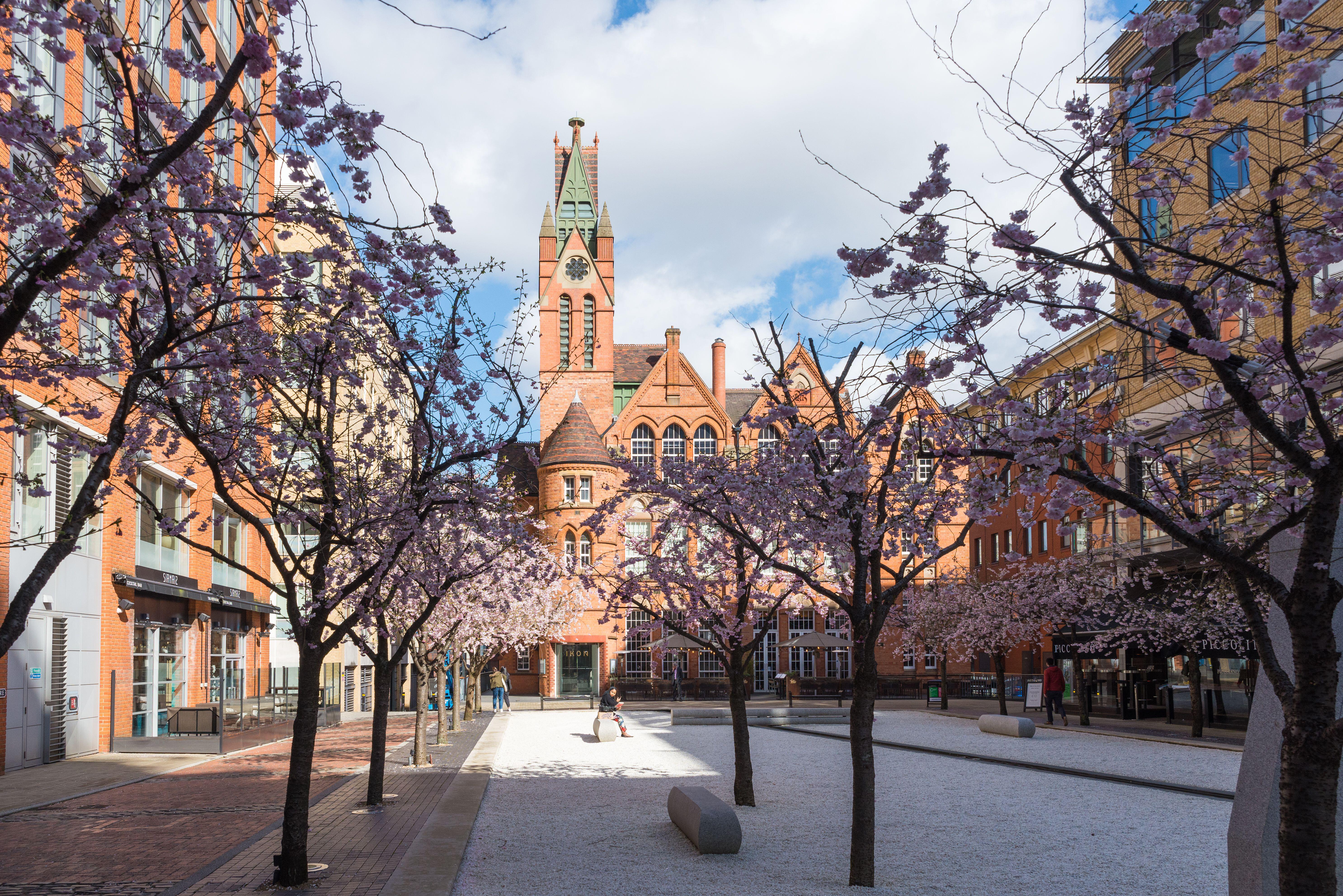 Tree blossom in Oozells Square, Brindley Place, Birmingham and the Ikon Gallery